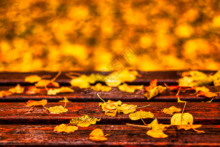 雨后秋季公园枫叶长凳图片