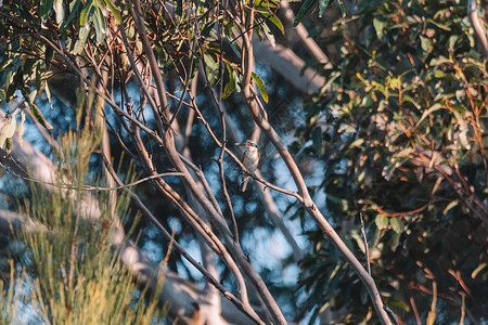 新南威尔士州一棵树上插着神圣的捕王者野生动物衬套天空鸟类羽毛翠鸟栖息蓝色荒野树桩背景图片