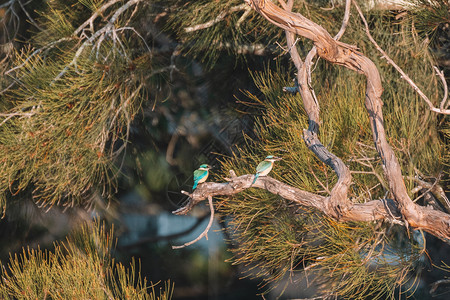两个神圣的捕鸟王 被困在一棵树上衬套翠鸟天空栖息地栖息蓝色鸟类野生动物荒野树桩背景图片