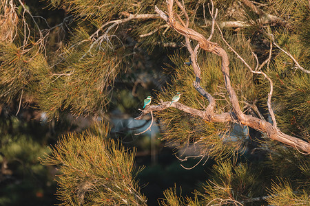 两个神圣的捕鸟王 被困在一棵树上翠鸟树桩野生动物羽毛荒野栖息地栖息鸟类天空衬套背景图片