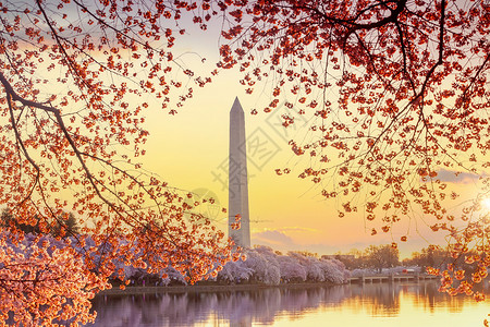 华盛顿纪念碑潮汐盆地日出高清图片