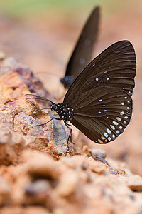 蝴蝶王冠素材蝴蝶英联邦王冠在沙子上吃掉了矿物质生物叶子绿色翅膀黑色昆虫宏观环境白色桉树背景