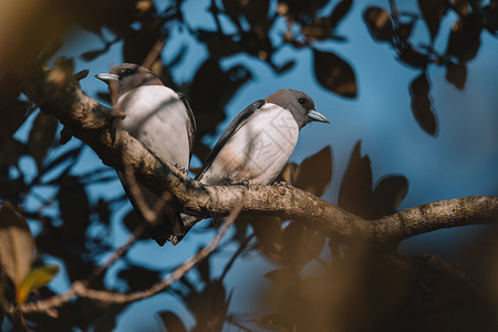澳大利亚怀着白胸的伍兹沃尔观鸟天空羽毛野生动物动物荒野动物群鸟类蓝色背景图片