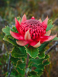 澳大利亚土生土长的红色和紫红华拉塔花朵 花头园艺国家花序植物群花瓣花节灌木宏观森林生长背景图片