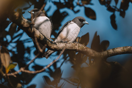 澳大利亚怀着白胸的伍兹沃尔动物动物群野生动物天空羽毛蓝色观鸟荒野鸟类背景图片