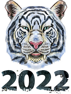 外滩22号有色白笑老虎 2000和22号 野生动物水彩画图案的风景动物蓝色数字毛皮动物园哺乳动物条纹野猫丛林食肉背景