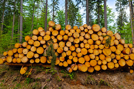 被砍伐的树木的树干躺在地上 森林砍伐 木材价格上涨 自然破坏库存高清图片素材