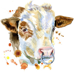 画牛白色公牛的水彩插图背景