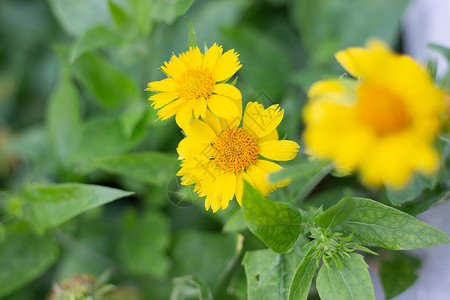 在花园里 常年植物的黄色花朵开花景观植物学植被园艺生长花瓣黄花绿色植物菊科杂交种季节高清图片素材