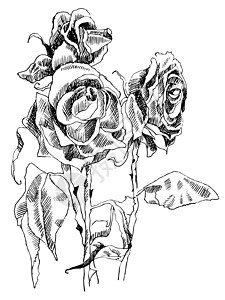 一幅干玫瑰图 黑白图片背景图片