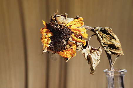 枯萎的向日葵花瓶中干燥的向日葵背景