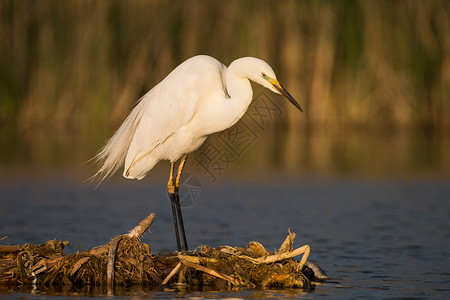 Egret 鸟动物白鹭栖息地沼泽荒野野生动物大道高清图片