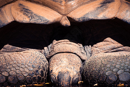 阿尔达布拉巨龟动物龟科环礁爬行动物草食性背景图片