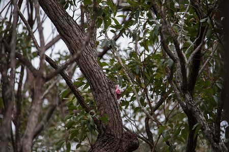 一对加拉哈人在树上调查他们的巢穴天空桉树玫瑰野生动物荒野粉色灰色蓝色鹦鹉鸟类背景图片