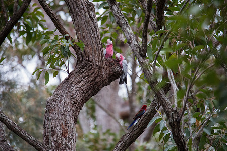 一对加拉哈人在树上调查他们的巢穴粉色玫瑰鹦鹉动物野生动物鸟类蔷薇花蓝色桉树荒野背景图片