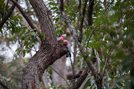 一对加拉哈人在树上调查他们的巢穴玫瑰野生动物天空蔷薇花爱情鸟类鹦鹉荒野桉树蓝色背景图片