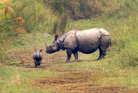 尼泊尔Bardia皇家国家公园 大一角犀牛Rhinoceros环境保护森林保护哺乳动物动物学生物学湿地环境食草喇叭背景图片
