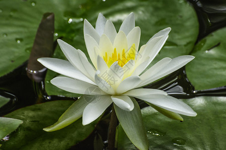 白莲花风格装饰荷花画廊环境植物群艺术家作品花园郁金香背景图片