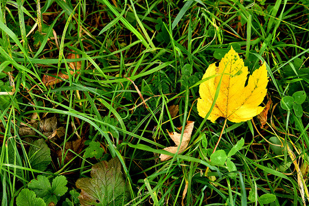 绿草原上秋色的秋色淡叶背景图片