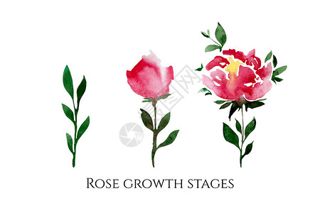 玫瑰水彩一组带有铭文的玫瑰五颜六色花朵的矢量插图 玫瑰生长阶段设计图片