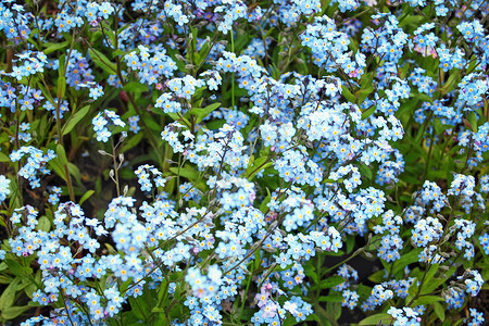 在春林中 蓝蓝色的 忘记我 不要放鲜花背景图片