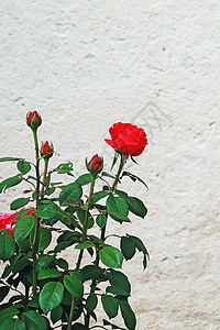 红玫瑰在户外盛开背景图片
