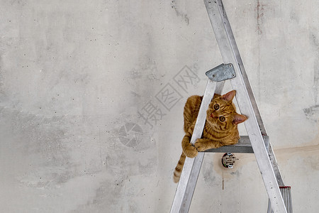 虎式可爱的红小猫猫坐在继式板顶上背景
