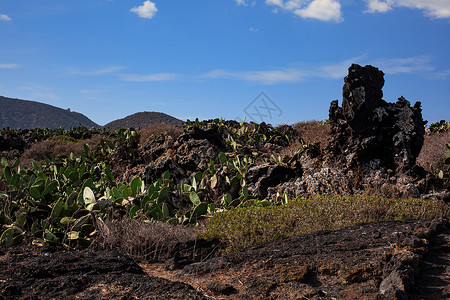 林贾尼火山刺梨晴朗的天空高清图片