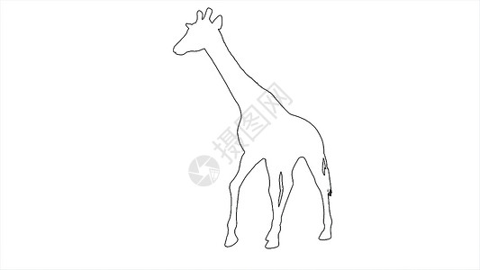 3d 插图 - Giraffe 在白屏幕上行走背景图片