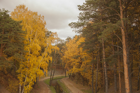 秋天的风景 10 月黄秋桦林中的桦树与桦树林中其他桦树的美丽景色桦木金子木头阳光树叶公园树木橙子农村花园背景图片