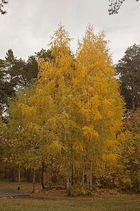 秋天的风景 10 月黄秋桦林中的桦树与桦树林中其他桦树的美丽景色树木树叶农村环境橙子叶子公园桦木森林季节背景图片