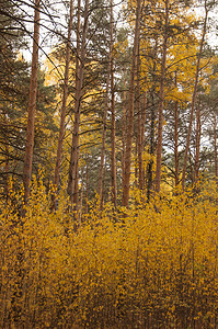 秋天的风景 10 月黄秋桦林中的桦树与桦树林中其他桦树的美丽景色农村公园橙子小路木头金子树叶叶子季节环境背景图片