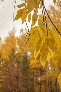 秋天的风景 10 月黄秋桦林中的桦树与桦树林中其他桦树的美丽景色环境桦木金子阳光墙纸森林花园植物群木头公园背景图片