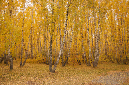 秋天的风景 10 月黄秋桦林中的桦树与桦树林中其他桦树的美丽景色农村森林阳光金子公园花园桦木环境树木墙纸背景图片