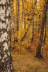 秋天的风景 10 月黄秋桦林中的桦树与桦树林中其他桦树的美丽景色农村阳光树木植物群植物花园公园森林季节橙子背景图片