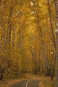 秋天两边有美丽的树木的沥青路风景季节叶子植物植物群林地橙子公园木头树叶背景图片