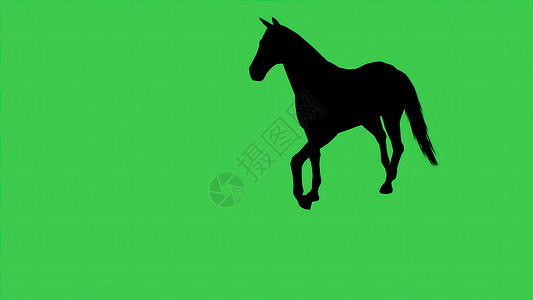 3d 插图  绿屏幕上的马双影马背自由赛车绿色短跑农业脊椎动物野生动物宠物生物背景图片
