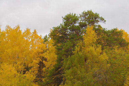 秋天的风景 10 月黄秋桦林中的桦树与桦树林中其他桦树的美丽景色墙纸金子阳光桦木橙子森林环境植物花园小路背景图片