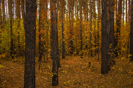 秋天的风景 10 月黄秋桦林中的桦树与桦树林中其他桦树的美丽景色桦木树叶植物群墙纸木头叶子植物环境花园小路背景图片