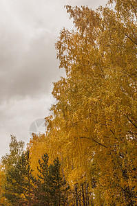 秋天的风景 10 月黄秋桦林中的桦树与桦树林中其他桦树的美丽景色叶子木头花园金子墙纸农村环境植物植物群树叶背景图片