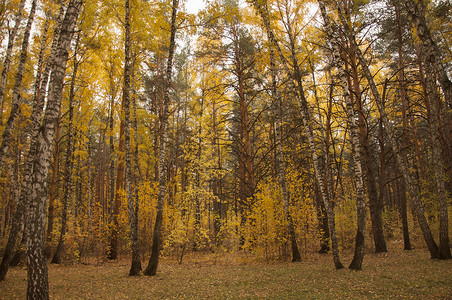 秋天的风景 10 月黄秋桦林中的桦树与桦树林中其他桦树的美丽景色环境森林农村墙纸橙子叶子小路花园植物群桦木背景图片