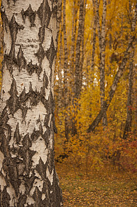 秋天的风景 10 月黄秋桦林中的桦树与桦树林中其他桦树的美丽景色阳光植物群树木小路树叶环境季节桦木植物公园背景图片
