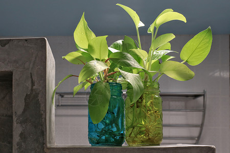 金绿绿萝为浴室增添一抹清新气息 种植在透明方形玻璃中装饰治疗叶子植物群设计风格洗手间生活树叶房间背景图片