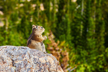 花栗鼠在岩石上与森林相交的详情高清图片