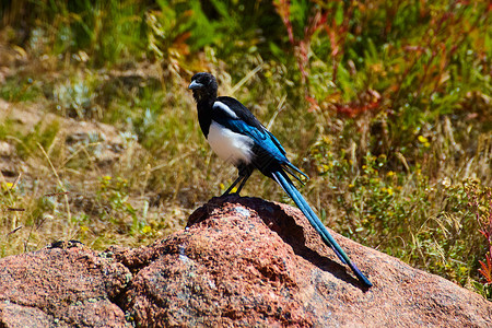 孤蓝 黑白和孤蓝在沙漠岩石上的鸟动物群高清图片素材