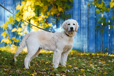 蓝木栅栏背景的金抓金小狗皮带猎犬训练阳光绿色黄色太阳忠诚纯品种叶子纯种狗背景图片