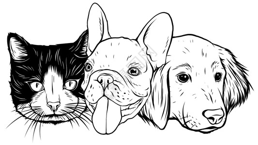 狗猫猫和狗的角色 最好的朋友永远矢量图爪子店铺友谊猫咪小狗微笑团体药品漫画哺乳动物设计图片