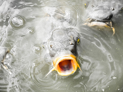 钻嘴鱼摄影夏季 在法国巴黎郊外的凡尔赛宫 一条大鲤鱼浮出水面 在大运河浑浊的水域中吞咽水和空气 它们正在寻找食物背景