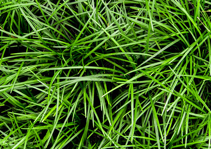 覆盖作物植物叶子场地花园胡须绿色麦冬地面背景图片