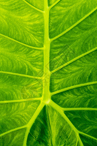 巨塔罗的新鲜叶子热带花园植物植物群生态雨林环境背景图片